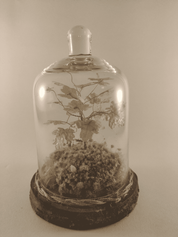 petit arbre de vie en fil de fer et feuilles de chêne avec composition mousse et fleurs sous cloche de verre